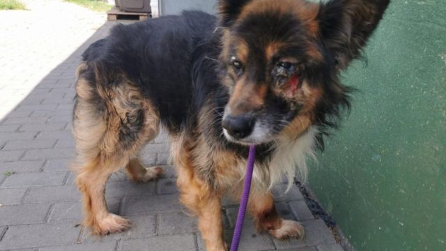 „Fauna” uratowała psiaka od pewnej śmierci. Prosi o pomoc w spłacie faktur medycznych