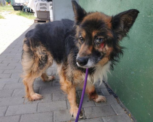 „Fauna” uratowała psiaka od pewnej śmierci. Prosi o pomoc w spłacie faktur medycznych