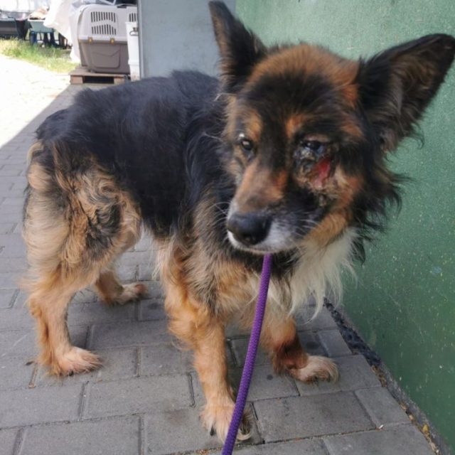 „Fauna” uratowała psiaka od pewnej śmierci. Prosi o pomoc w spłacie faktur medycznych