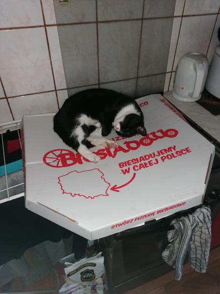DyZio