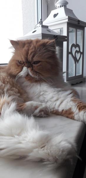 Tofik