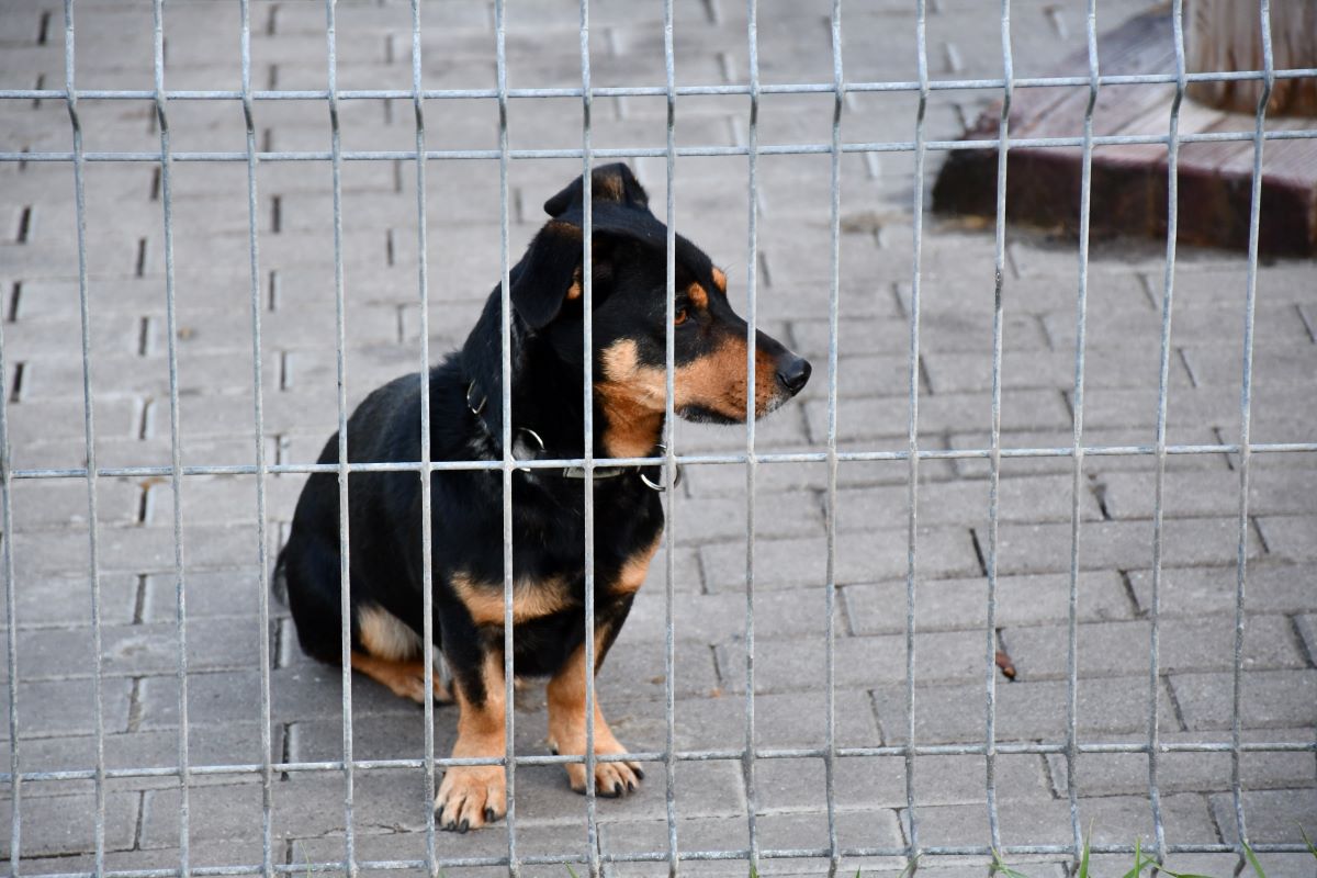 W Schronisku dla Zwierząt TOZ "Fauna" przez cały weekend trwa świąteczny kiermasz! - fotoreportaż