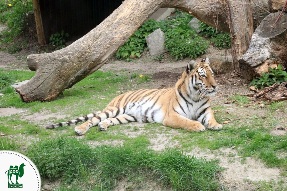 10 najciekawszych miejsc, które warto odwiedzić z dziećmi - ZOO.