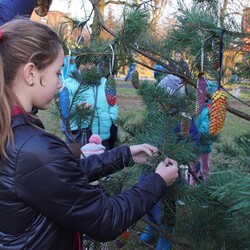 Strojenie choinki na plantach