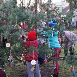 Strojenie choinki na plantach