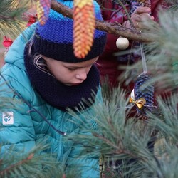 Strojenie choinki na plantach