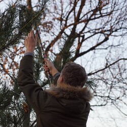 Strojenie choinki na plantach