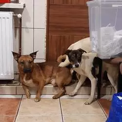 Psy z interwencji