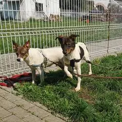 Psy z interwencji