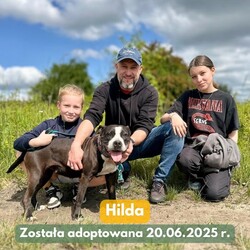 Adopcje Fauna