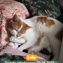 Adopcje Fauna
