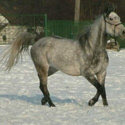Bielszowice - Stajnia Ranczo "Doris"