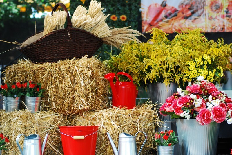 Dożynki 2019 w Rudzie Śląskiej dobiegły końca. W tym roku odbyła się druga edycja imprezy, podczas której działkowcy z rudzkich ogrodów podziękowali za plony. Świętowanie rozpoczęto 1 września od uroczystej mszy świętej w kościele pw. św. Wawrzyńca i św. Antoniego. Następnie sprzed świątyni wyruszył barwny korowód dożynkowy tworzony m.in. przez Orkiestrę Dętą KWK Halemba pod dyrekcją Piotra Szczygioła, Ochotniczą Straż Pożarną, przedstawicieli ogrodów działkowych, rolników i władz miasta. Pochód pomaszerował na tereny targowe w dzielnicy Wirek, gdzie miały miejsce główne uroczystości, a ich głównym punktem był wybór najpiękniejszej wystawy plonów.