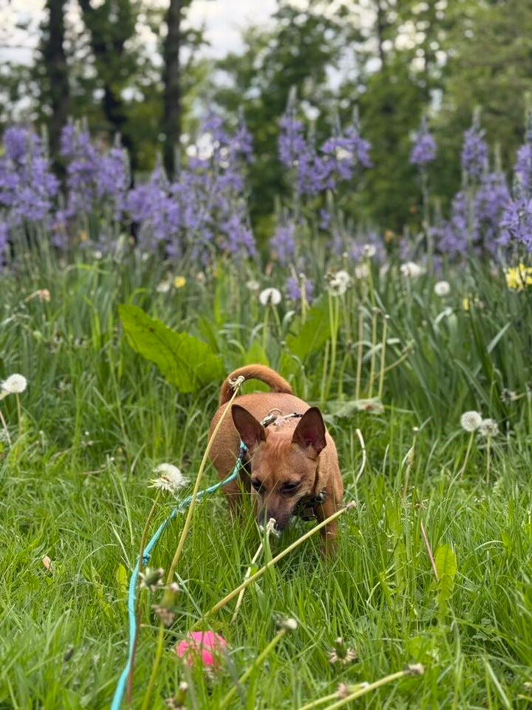 1 lipca świętowaliśmy Międzynarodowy Dzień Psa. Oto pupile naszych Czytelników [FOTO]