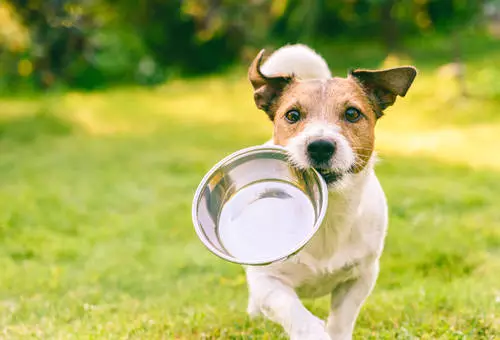 Jak wybrać zdrową suchą karmę dla psa – przewodnik zakupowy