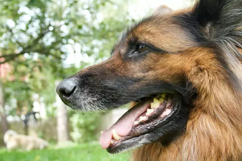 Kolejny atak owczarka niemieckiego na Kłodnicy. Tym razem ofiarą jest dziecko