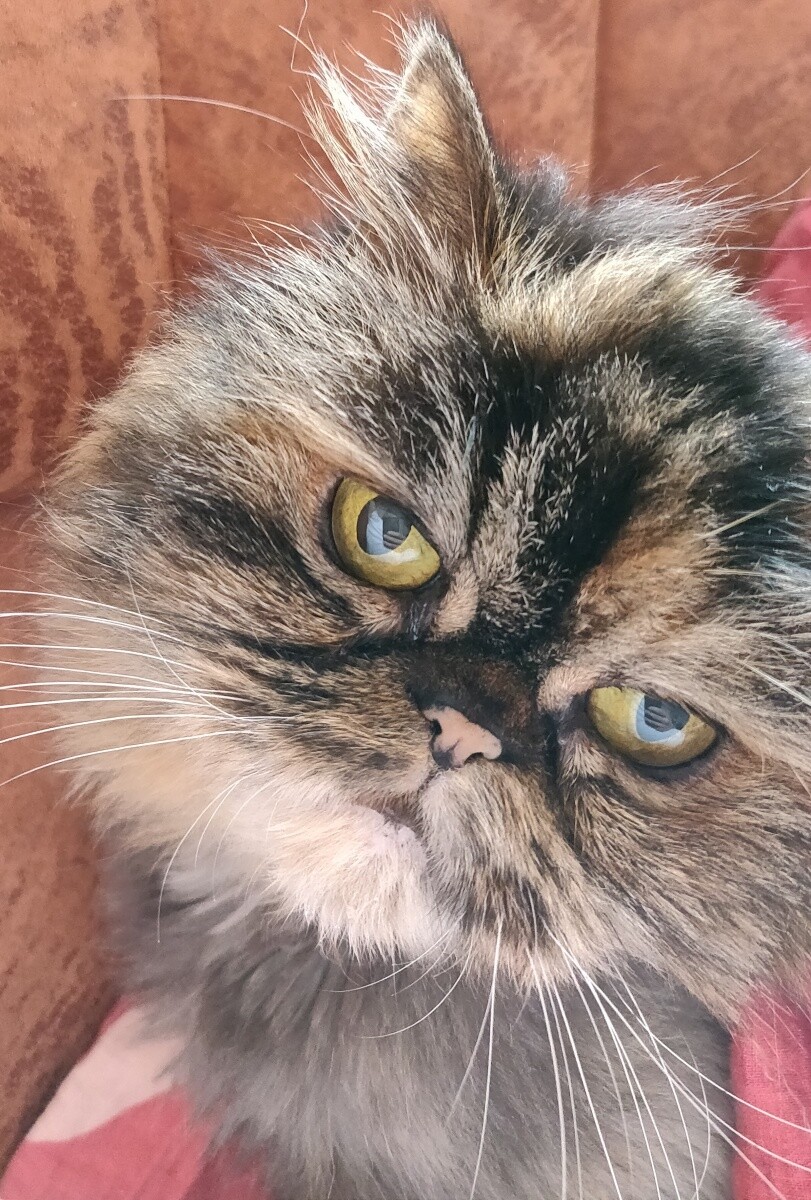 Kotka Pusia .
dzielnica: Ruda