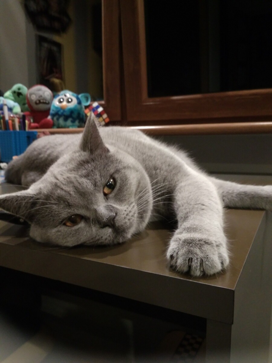 Nasza kotka ma na imię Rita, jest kotem brytyjskim, no i jak to arystokracja rządzi całym domem, każde miejsce w domu należy do niej, nie ma zmiłuj się,  że syn zadanie domowe odrabia, biurko to fajna miejscówka!!!!!
dzielnica: Godula