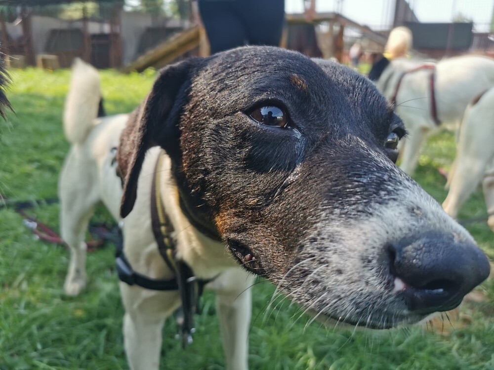 Dwa tygodnie temu informowaliśmy o 28 psach, które trafiły do schroniska prowadzonego przez Towarzystwo Opieki nad Zwierzętami "Fauna" w Rudzie Śląskiej po interwencji tutejszej straży miejskiej. Większość z nich niechętnie opuszcza budę i jest mocno przestraszona. Schronisko prosi o pomoc.