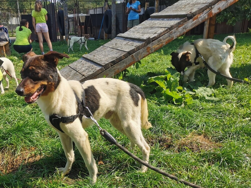 Dwa tygodnie temu informowaliśmy o 28 psach, które trafiły do schroniska prowadzonego przez Towarzystwo Opieki nad Zwierzętami "Fauna" w Rudzie Śląskiej po interwencji tutejszej straży miejskiej. Większość z nich niechętnie opuszcza budę i jest mocno przestraszona. Schronisko prosi o pomoc.