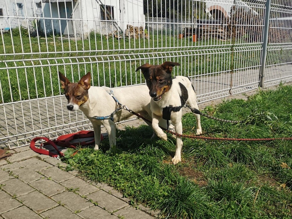 Dwa tygodnie temu informowaliśmy o 28 psach, które trafiły do schroniska prowadzonego przez Towarzystwo Opieki nad Zwierzętami "Fauna" w Rudzie Śląskiej po interwencji tutejszej straży miejskiej. Większość z nich niechętnie opuszcza budę i jest mocno przestraszona. Schronisko prosi o pomoc.