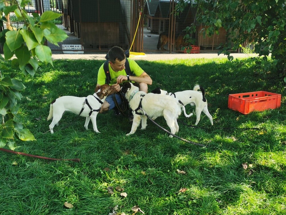 Dwa tygodnie temu informowaliśmy o 28 psach, które trafiły do schroniska prowadzonego przez Towarzystwo Opieki nad Zwierzętami "Fauna" w Rudzie Śląskiej po interwencji tutejszej straży miejskiej. Większość z nich niechętnie opuszcza budę i jest mocno przestraszona. Schronisko prosi o pomoc.