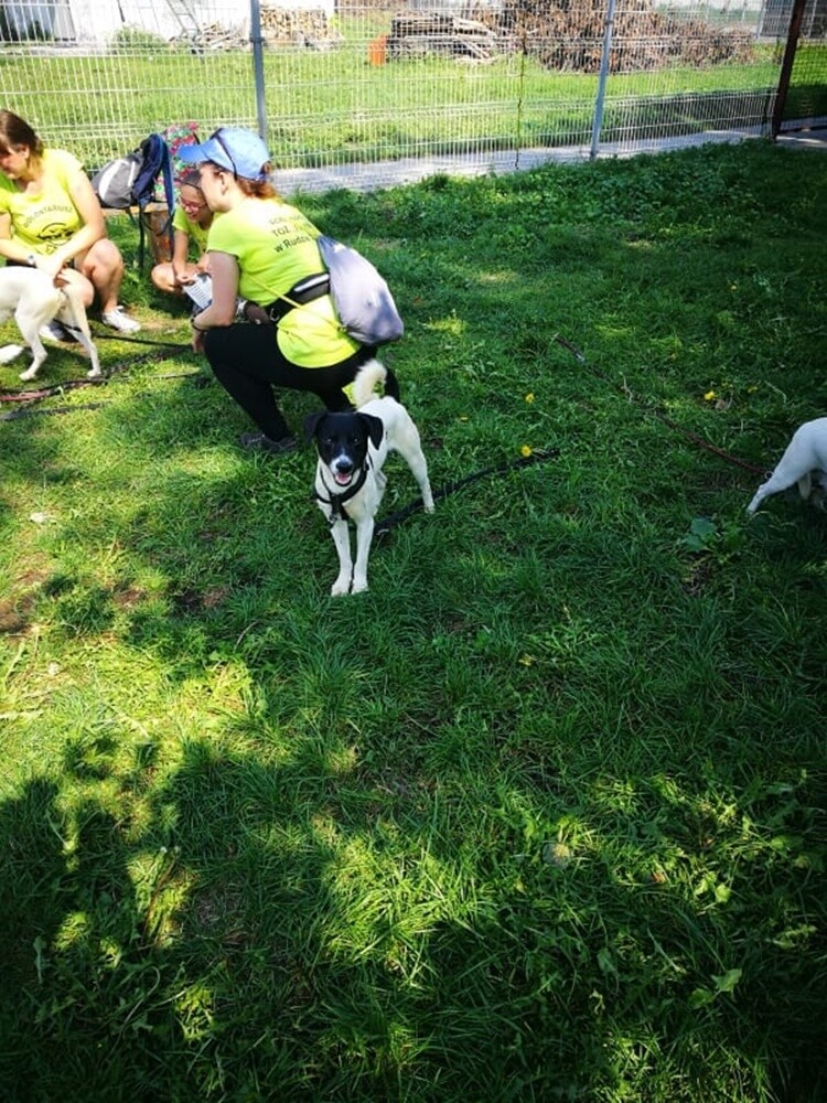 Dwa tygodnie temu informowaliśmy o 28 psach, które trafiły do schroniska prowadzonego przez Towarzystwo Opieki nad Zwierzętami "Fauna" w Rudzie Śląskiej po interwencji tutejszej straży miejskiej. Większość z nich niechętnie opuszcza budę i jest mocno przestraszona. Schronisko prosi o pomoc.