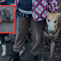 Tragiczny incydent z udzia&#322;em chartów w dzielnicy Ruda. Kundelek nie prze&#380;y&#322; konfrontacji