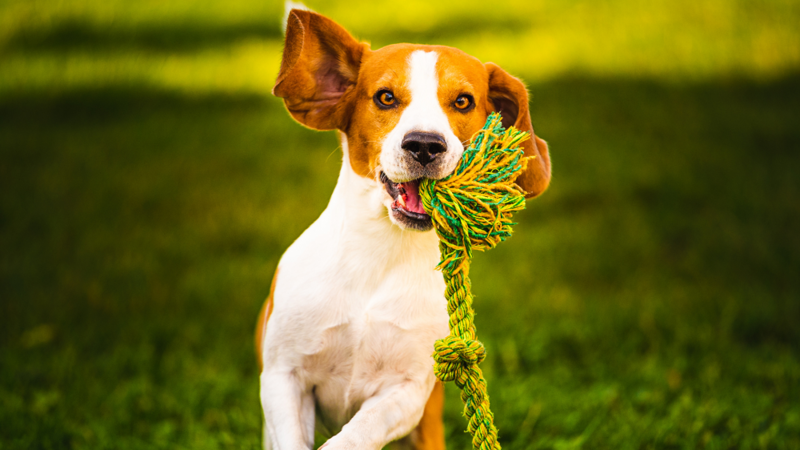Zabawki dla psa - jak wybrać najlepsze?